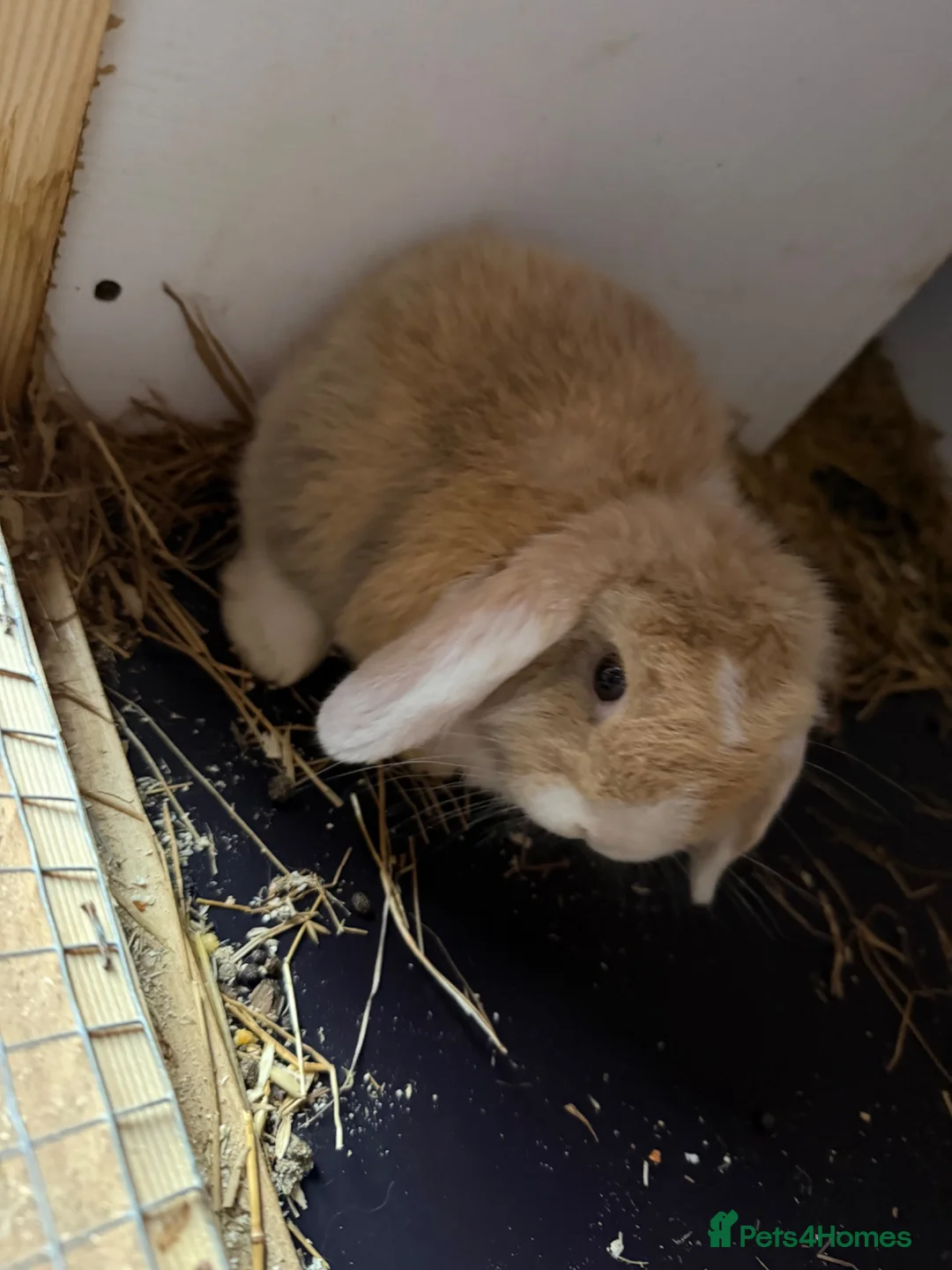 Mini Lop rabbits for sale: 3 mini lop in Blackwood - Advert 7