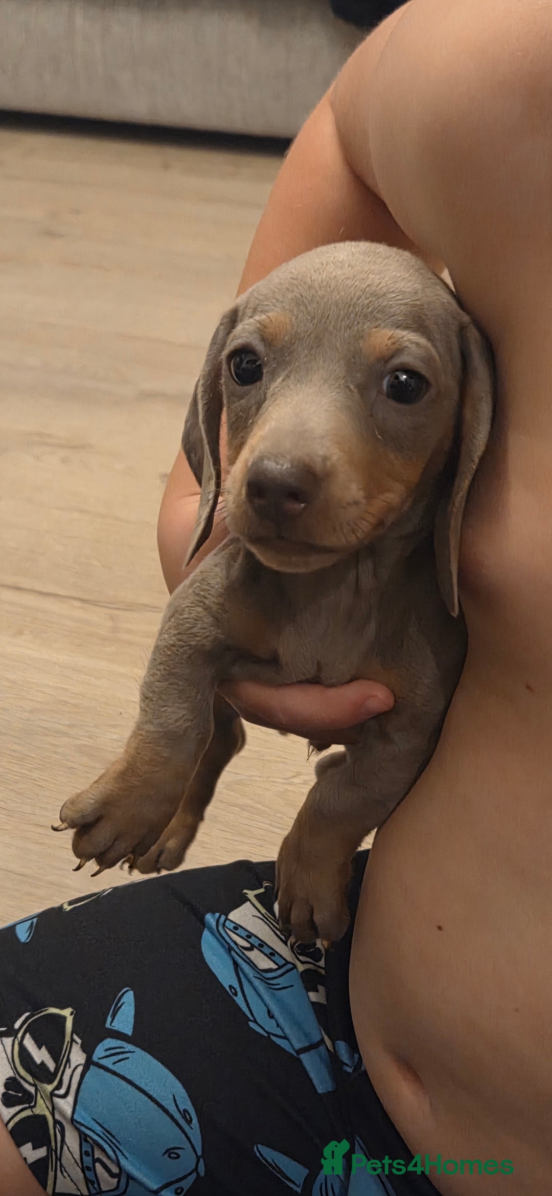 Miniature Dachshund dogs for sale: Isabella dachshund puppies  - Image 9