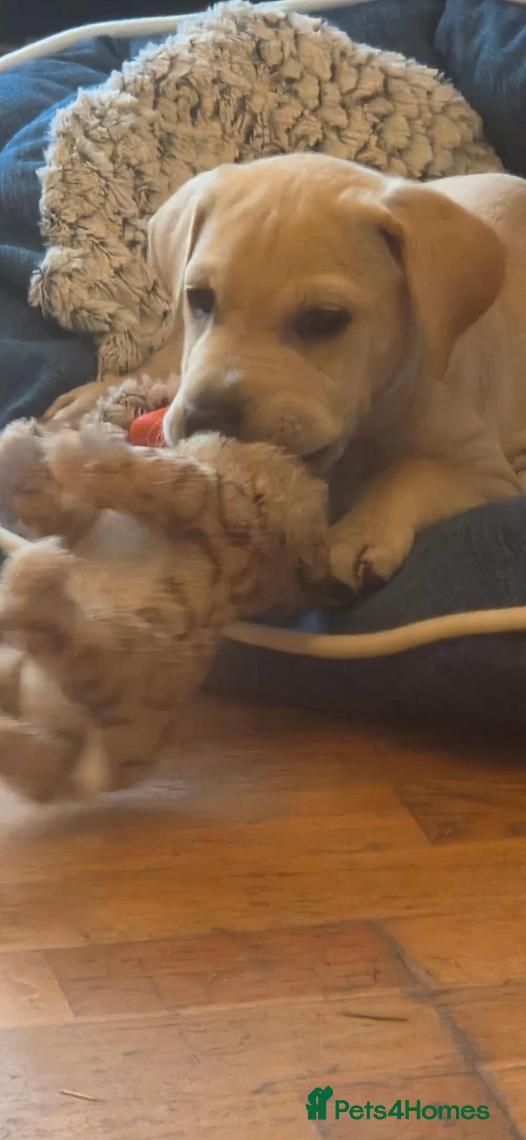 Mixed Breed dogs for sale: Labrador x bulldog  - Advert 3