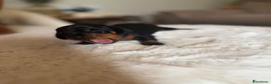 Miniature Dachshund 1