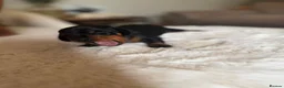 Miniature Dachshund dogs for sale: Beautiful Miniature Daschund Puppies  - Advert 8