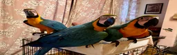 Macaws birds for sale: Baby Blue And Gold Macaws - Advert 14