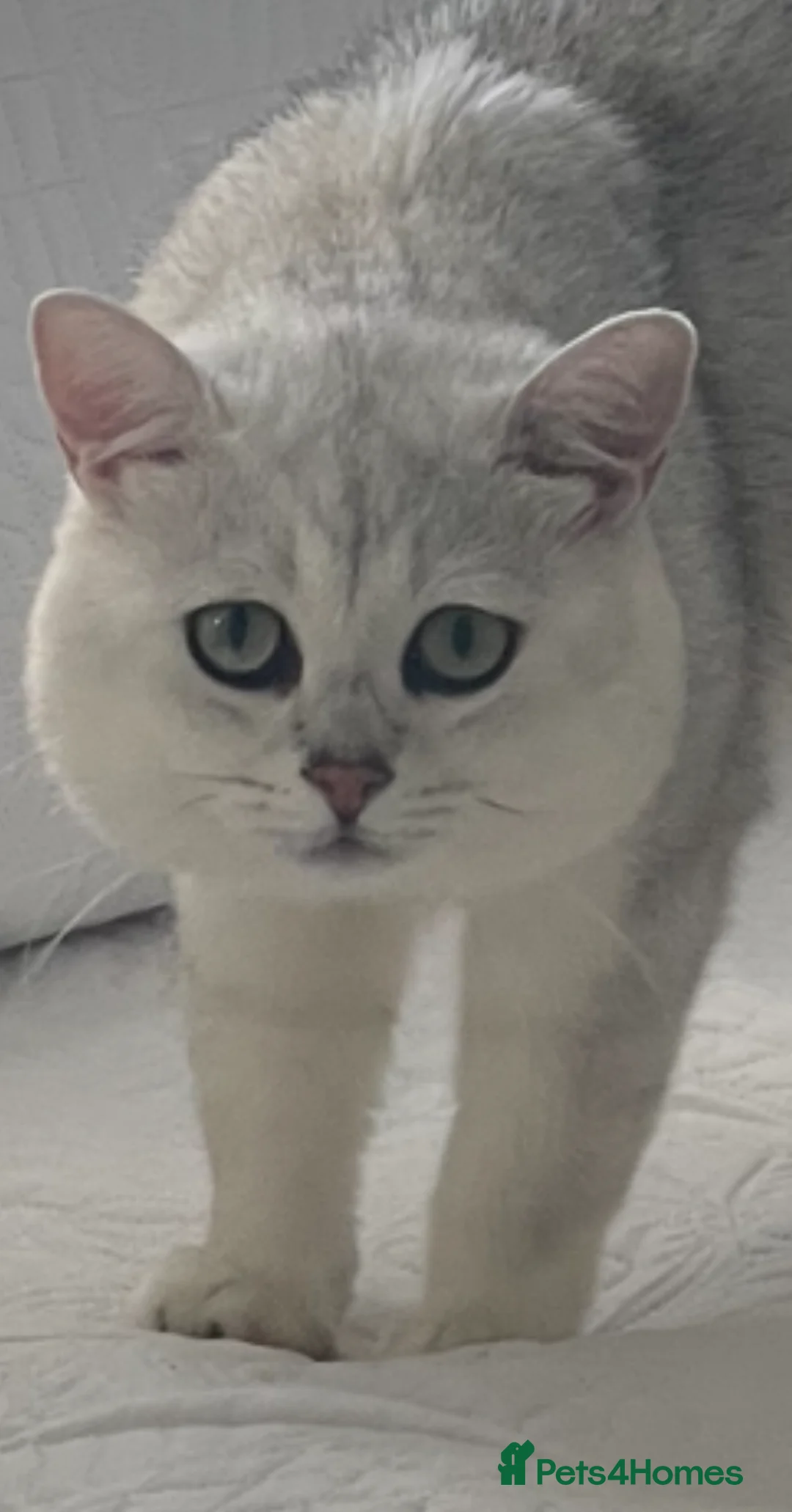 British Shorthair cats for stud: Handsome GCCF Non-Active BSH Stud in London - Advert 11