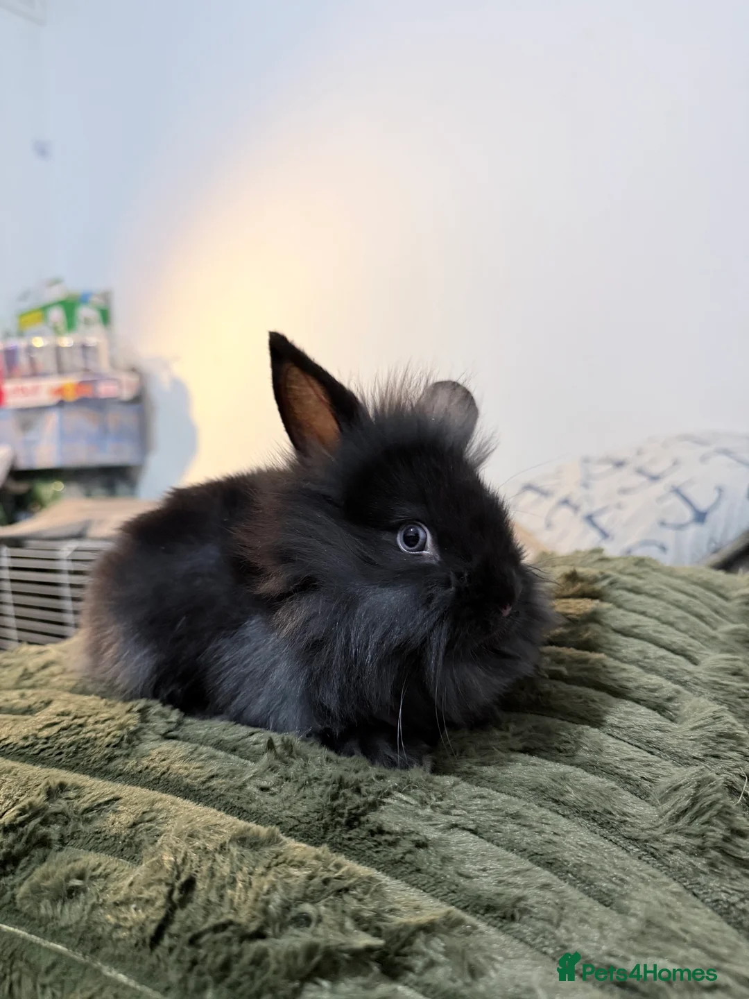 Lionhead rabbits for sale: Cute Lionhead baby bunnies-VERY FRIENDLY - Advert 2