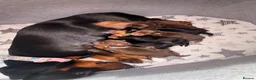 Miniature Dachshund dogs for sale: Miniature dachshund puppies - Advert 11