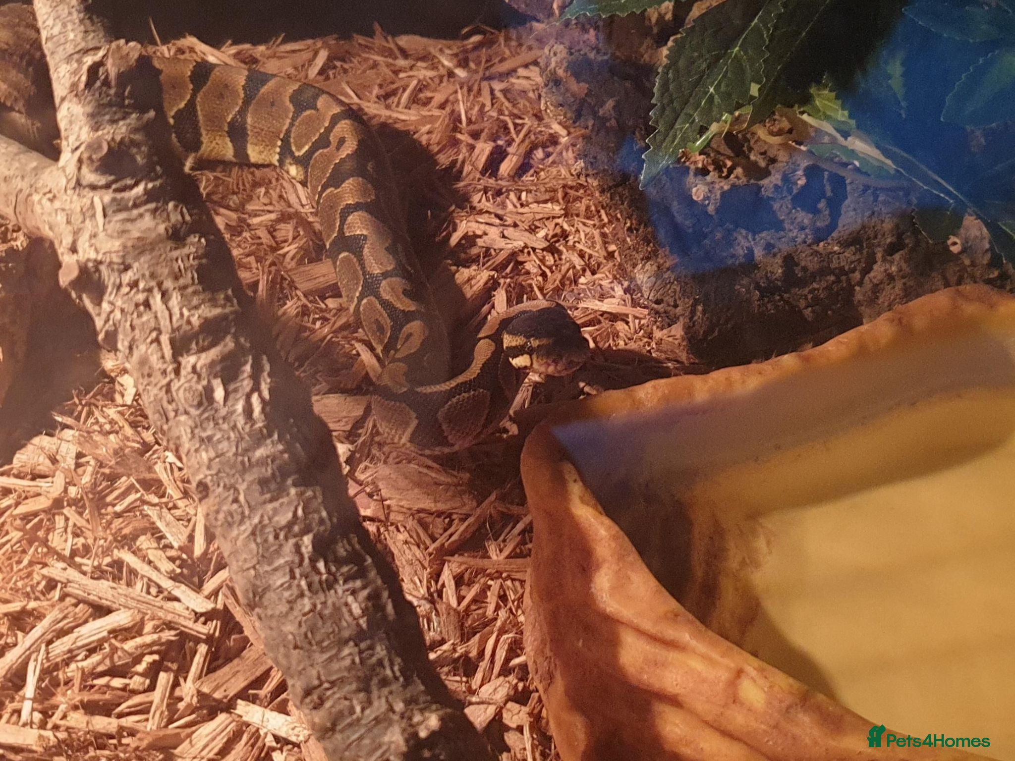 Python Snake reptiles Royal/Ball Python for Sale - Advert 2