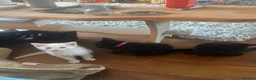 Mixed Breed cats for sale: Kittens for sale  - Advert 4