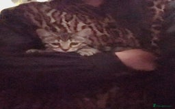 Bengal cats for sale: Final offer Savannah x Snow Bengal kittens 2M 1F - Image 7