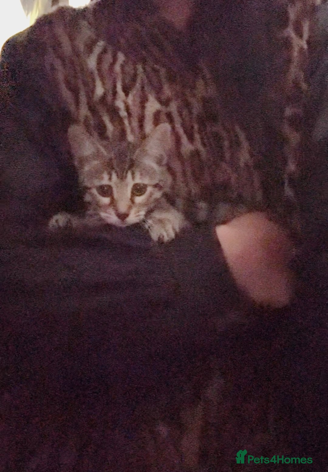 Bengal cats for sale: Final offer Savannah x Snow Bengal kittens 2M 1F - Image 7