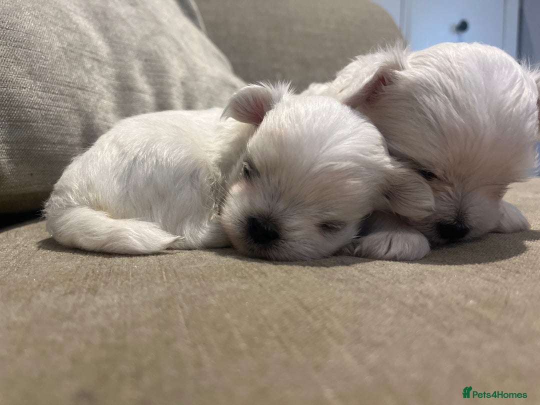 Maltese dogs for sale: Tiny Korean Maltese Boys - Advert 26