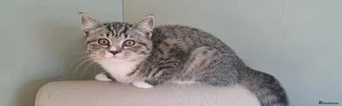 British Shorthair 1