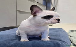French Bulldog dogs for sale: Adorable Frenchie Puppies Seeking Forever Homes - Image 2