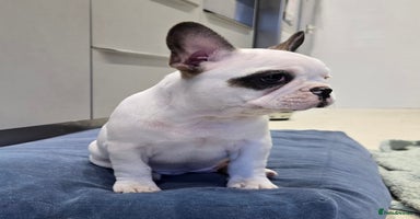 French Bulldog dogs - Advert 6