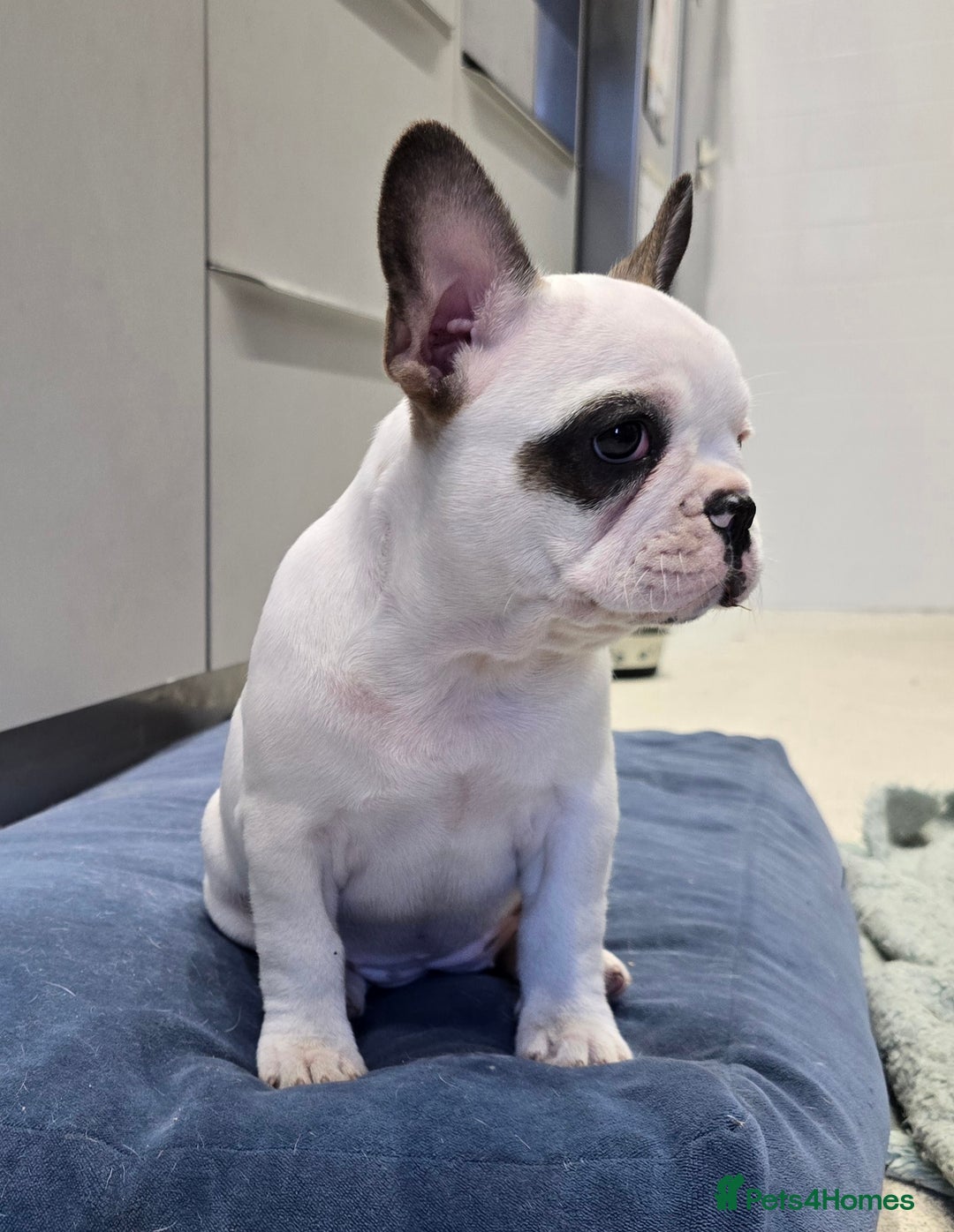 French Bulldog dogs for sale: Adorable Frenchie Puppies Seeking Forever Homes - Image 2