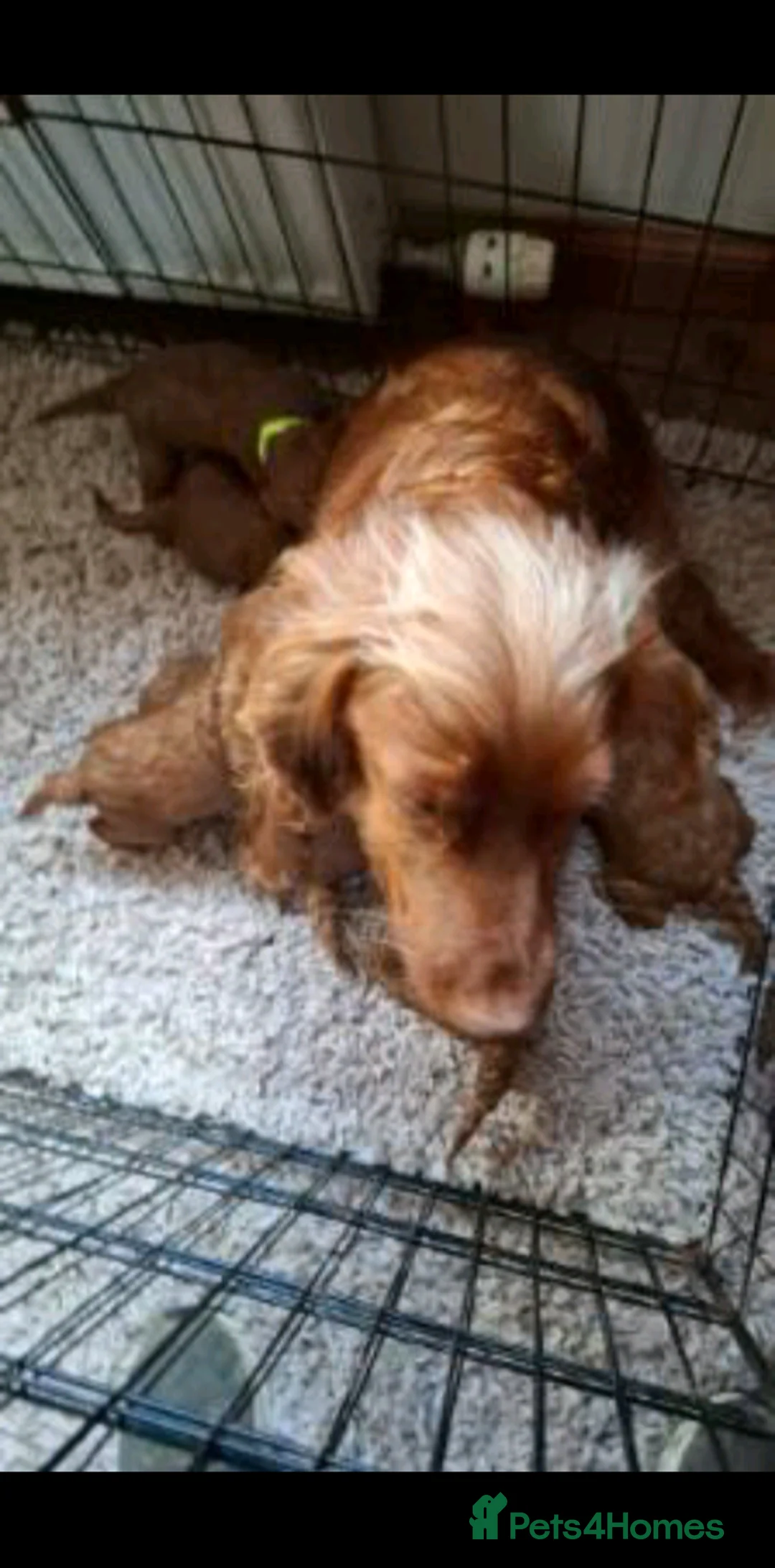 Cockapoo dogs for sale: Cockapoo puppies in Glenrothes - Advert 2