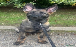 German Shepherd dogs for sale: Dark Sable German Shepherd Puppy (Male) - Advert 6