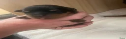 Rottweiler dogs for sale: Champion German Rottweiler Puppies - Advert 37