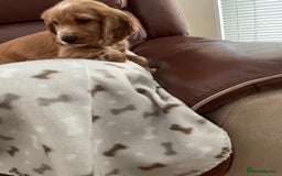 Cocker Spaniel dogs for sale:  Cocker spaniel puppies  - Advert 5