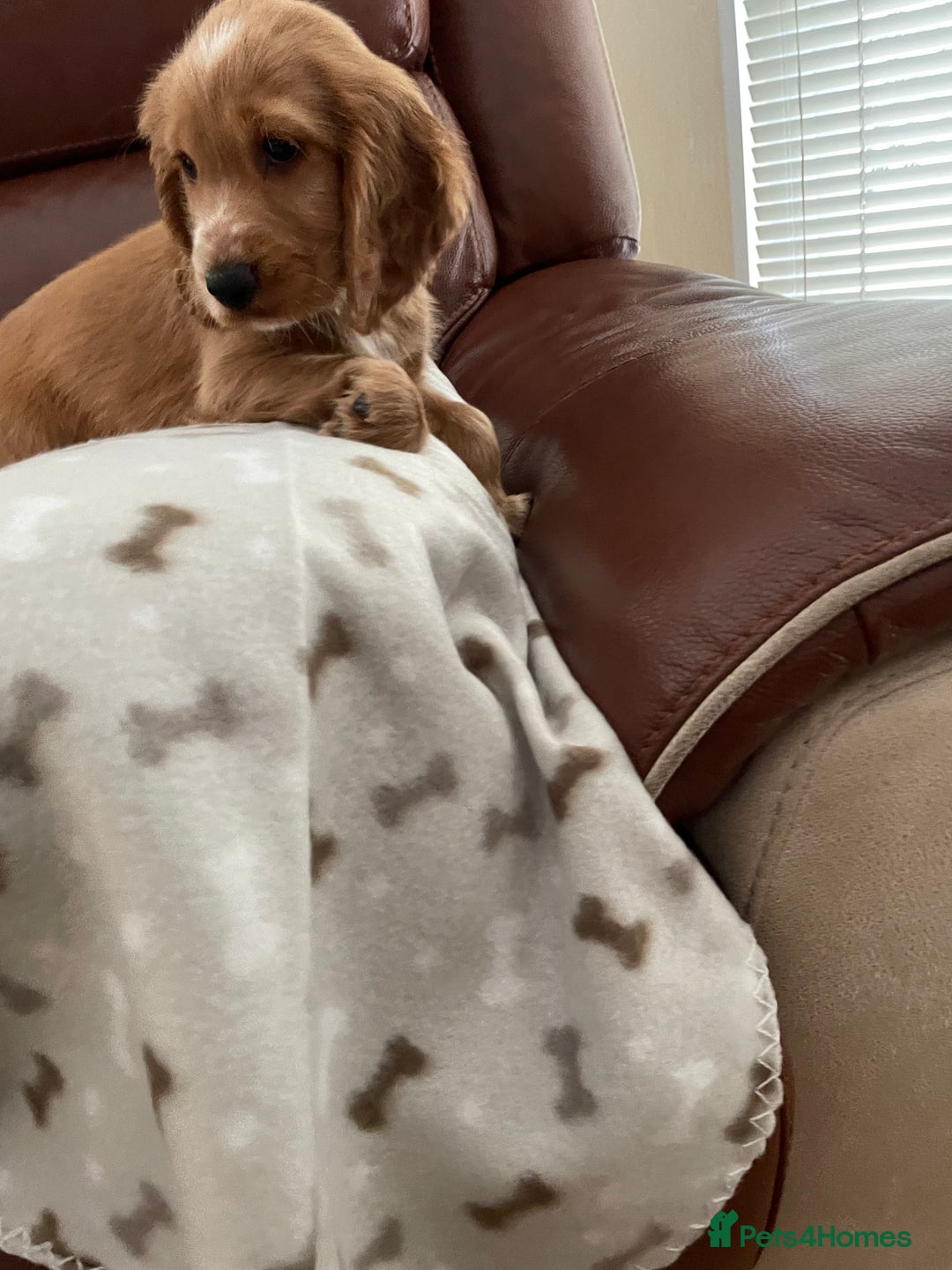 Cocker Spaniel dogs for sale:  Cocker spaniel puppies  - Advert 5