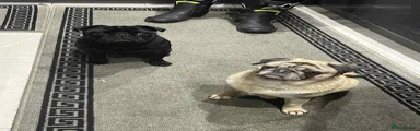 Pug 1