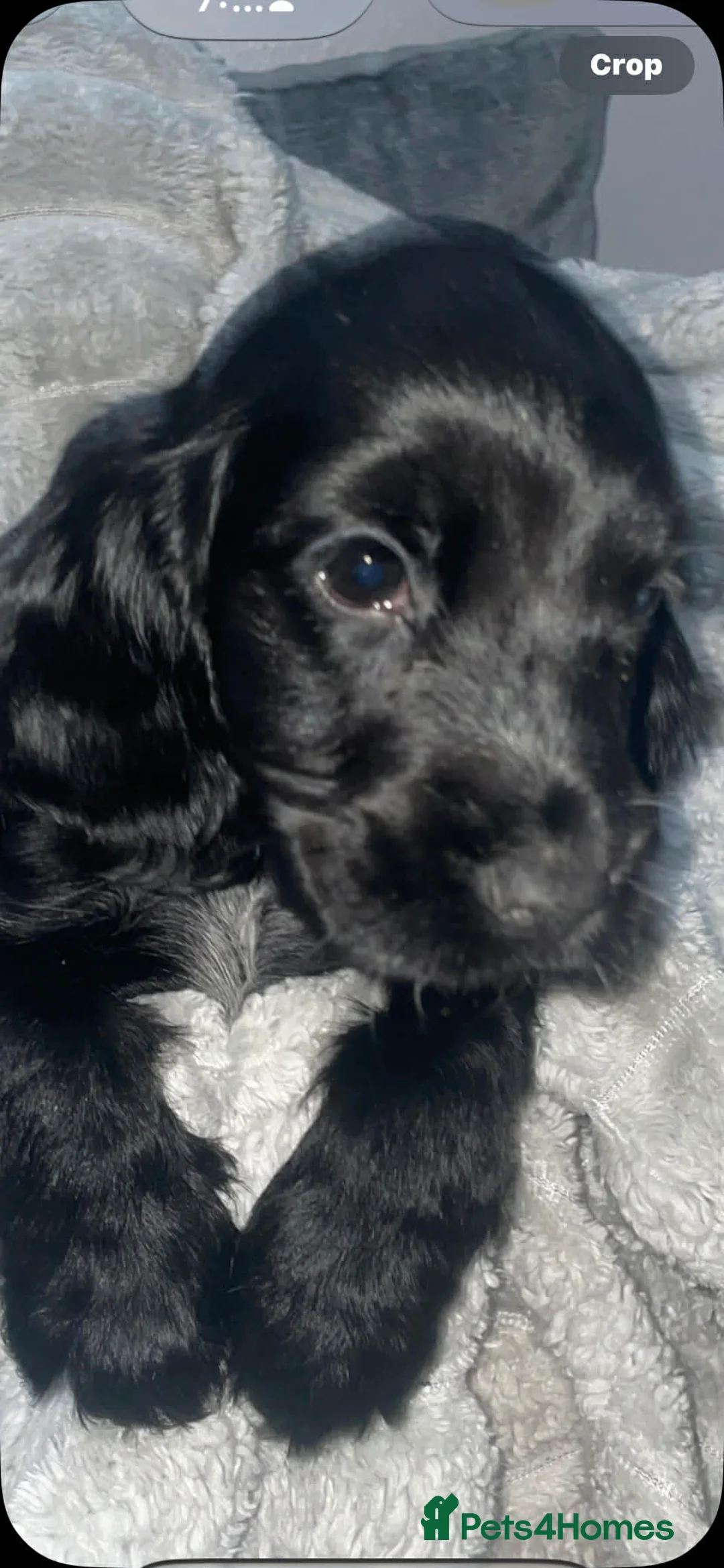 Cocker Spaniel dogs for sale: Show type cocker spaniel  in Carluke - Advert 2