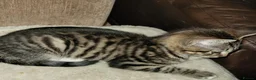 Mixed Breed cats for sale: Kittens *85* if picked up today - Advert 6