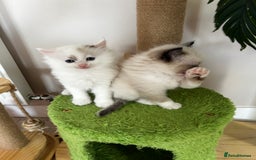 Ragdoll cats for sale: Beautiful rare pattern TICA Ragdoll babies - Image 4