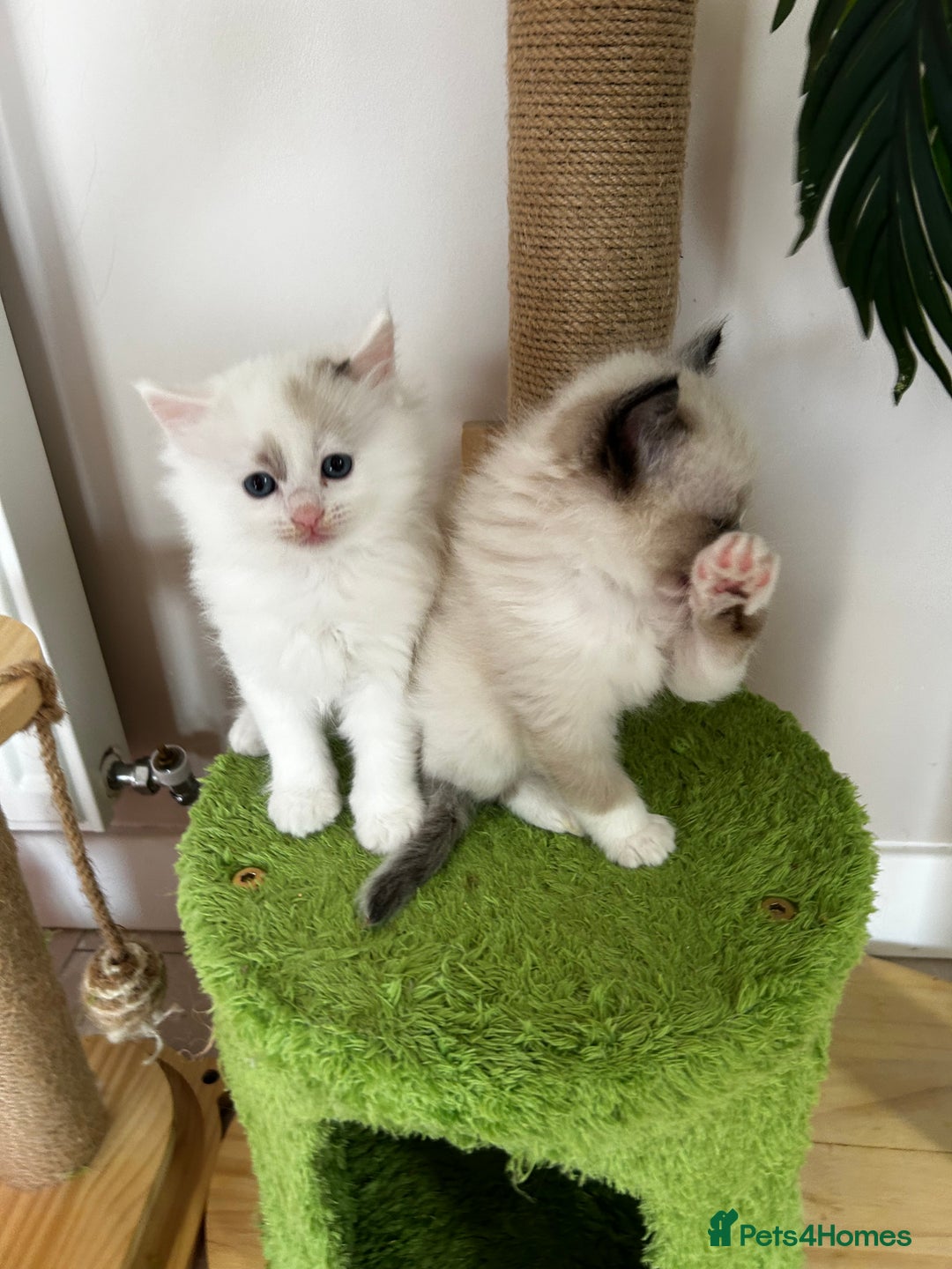 Ragdoll cats for sale: Beautiful rare pattern TICA Ragdoll babies - Image 4