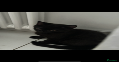 British Shorthair cats - Advert 3