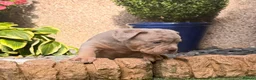 American Bully dogs for sale: Top quality pocket bully pup, ready now in Alloa - Advert 3