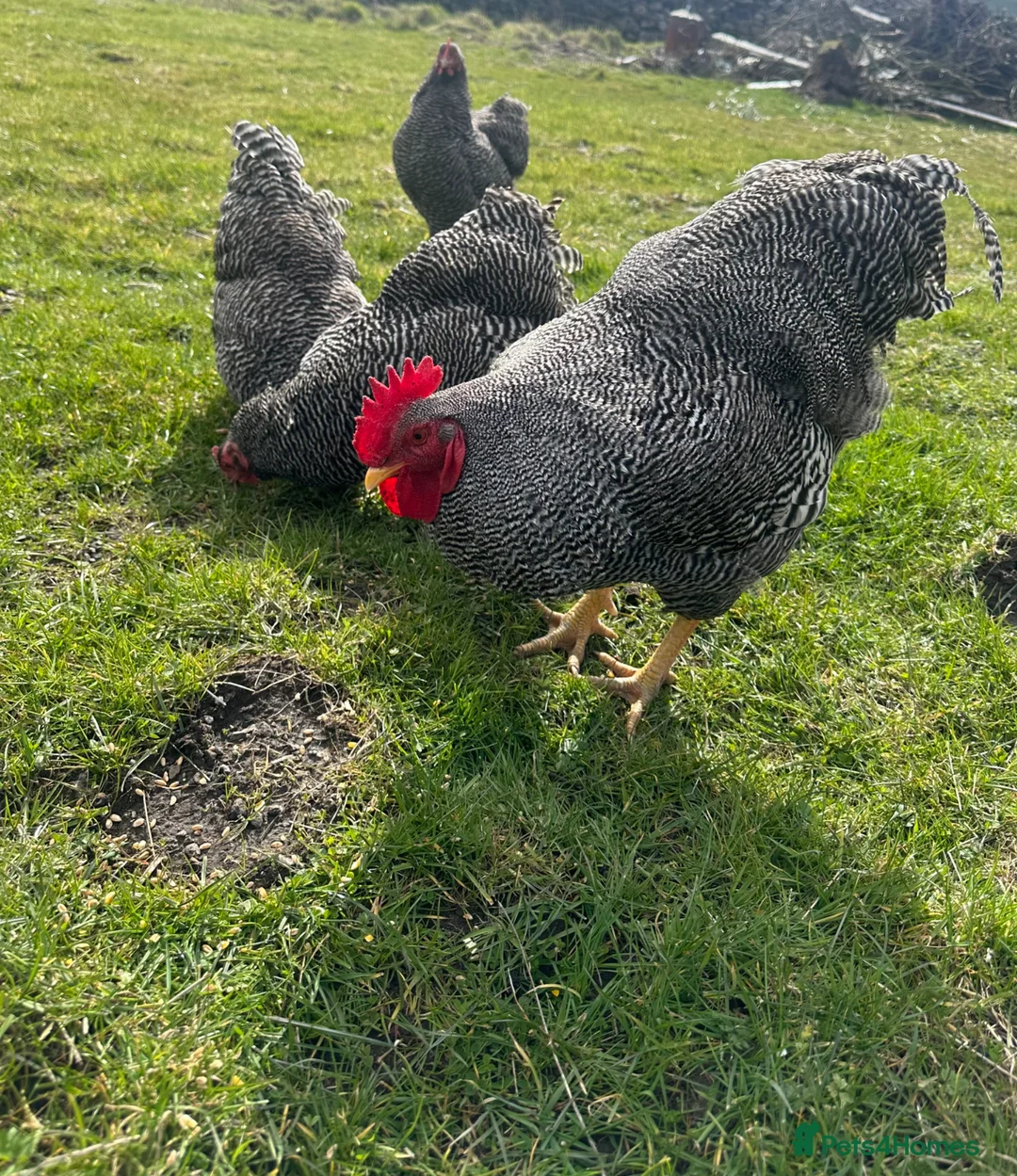 Chickens poultry for sale: 6x hatching eggs - Barred Plymouth Rock - Advert 1