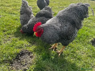 Chickens poultry 6x hatching eggs - Barred Plymouth Rock - Advert 24