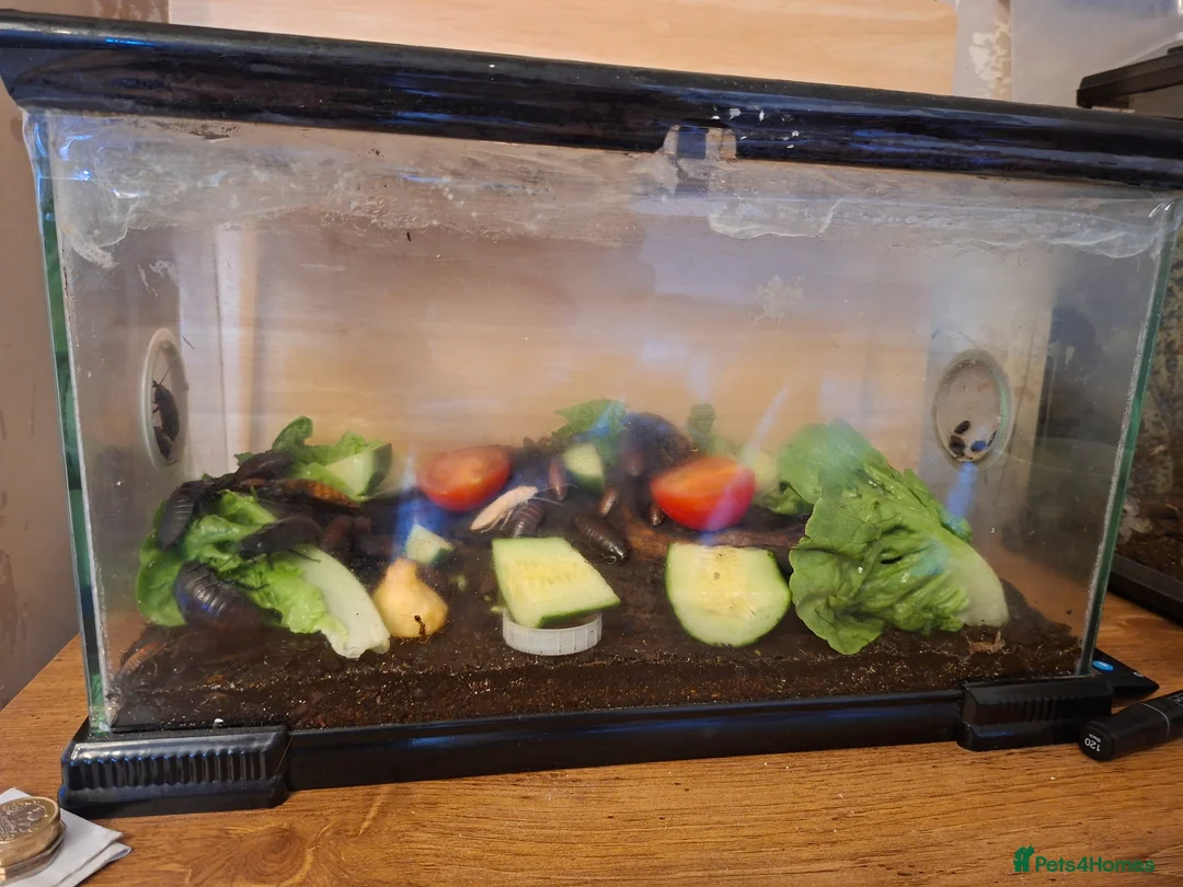 Cockroaches invertebrates for sale: Hissing cockroach  in Stourbridge - Advert 4