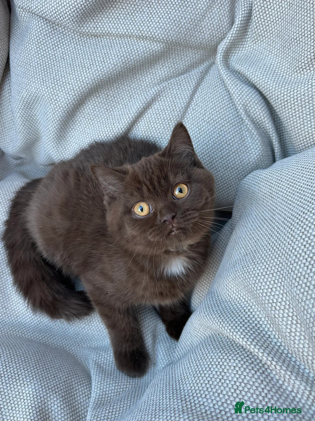 British Shorthair cats for sale: British Shorthair Chunky Chocolate Kittens🐻 - Advert 21