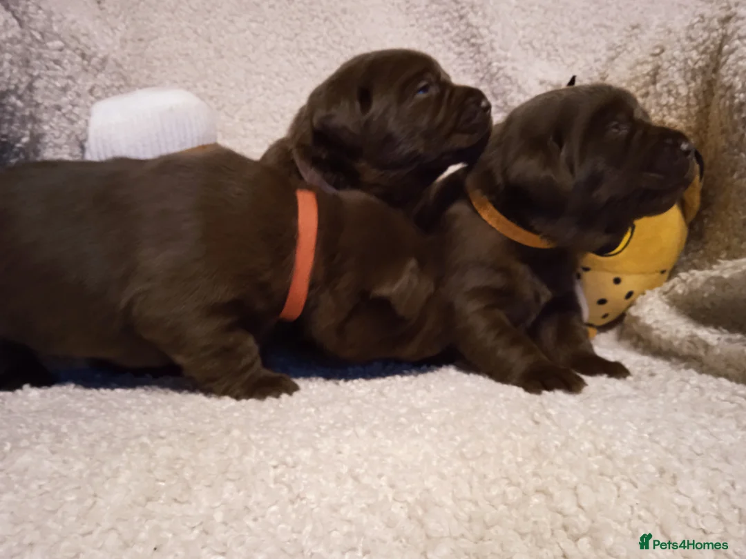 Labrador Retriever dogs for sale: KC CHOCOLATE LABRADORS PUPPIES, H TESTED PARENTS  - Advert 17