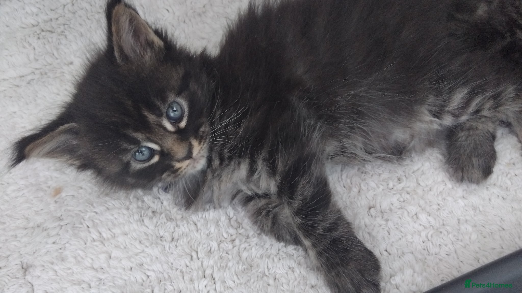 Maine Coon cats  Maine coons kittens GCCF . Blue ( grey ) male  - Advert 8