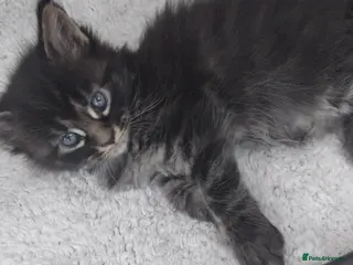 Maine Coon cats Maine coons kittens GCCF . Blue ( grey ) male - Advert 8