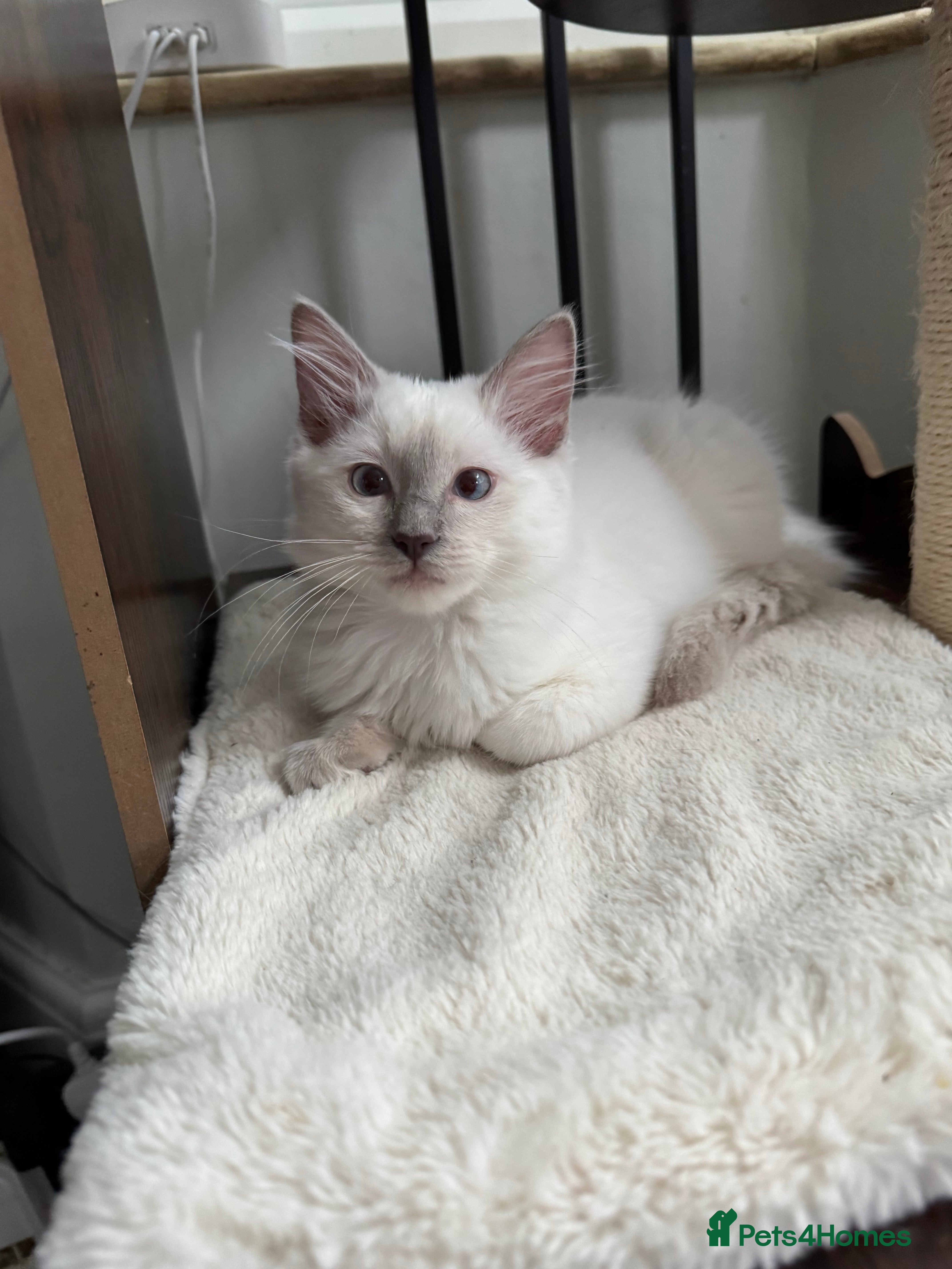 Ragdoll cats for sale: GCCF REG RAGDOLL KITTENS LILAC CHOC SEAL  - Advert 2