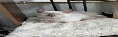 🐾💜 LILAC POINT BOY - THEEERAGS ATHOS
