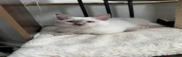 Ragdoll cats for sale: GCCF REG RAGDOLL KITTENS LILAC CHOC SEAL  - Advert 2