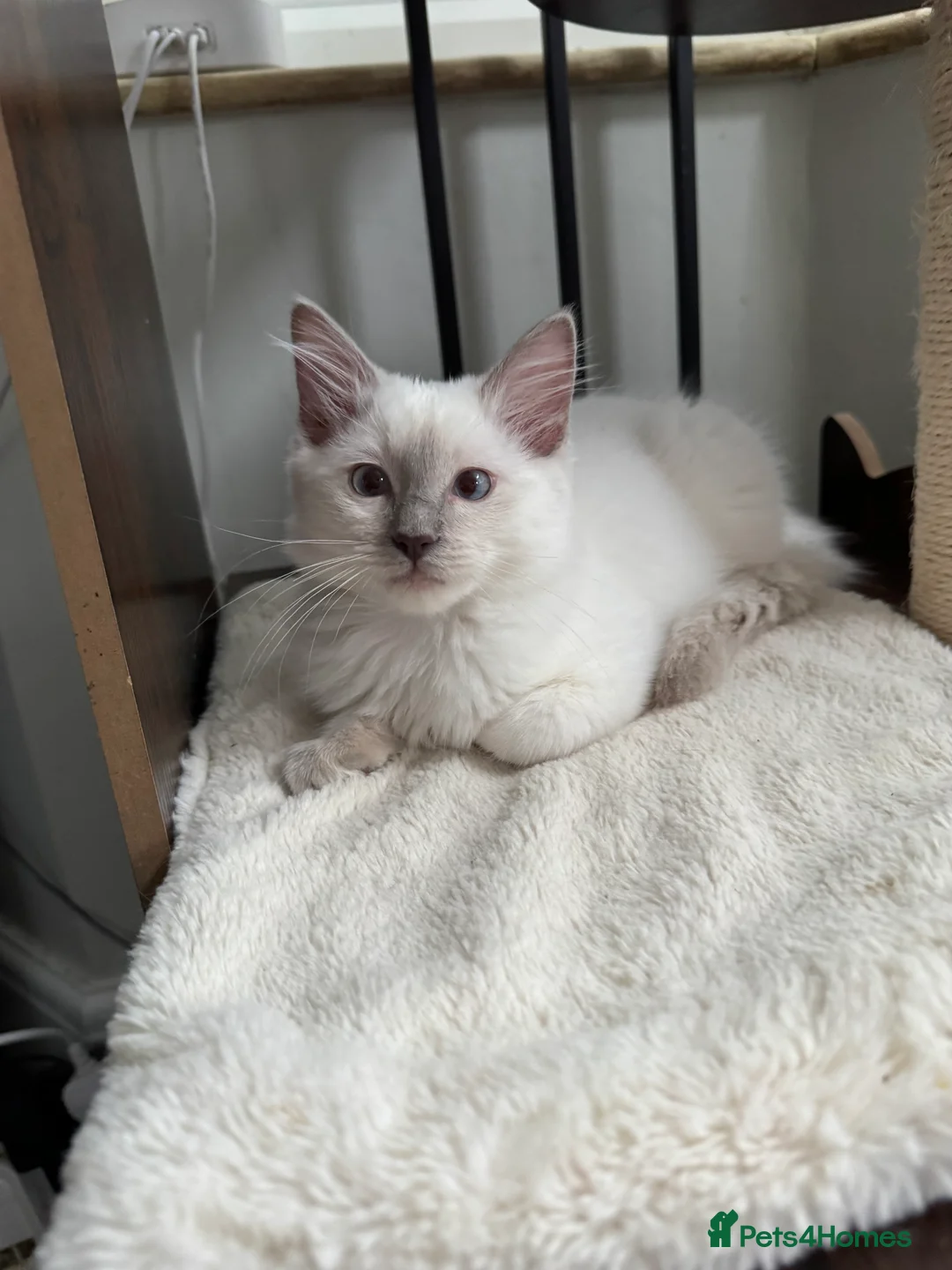 Ragdoll cats for sale: GCCF REG RAGDOLL KITTENS LILAC CHOC SEAL  - Advert 2