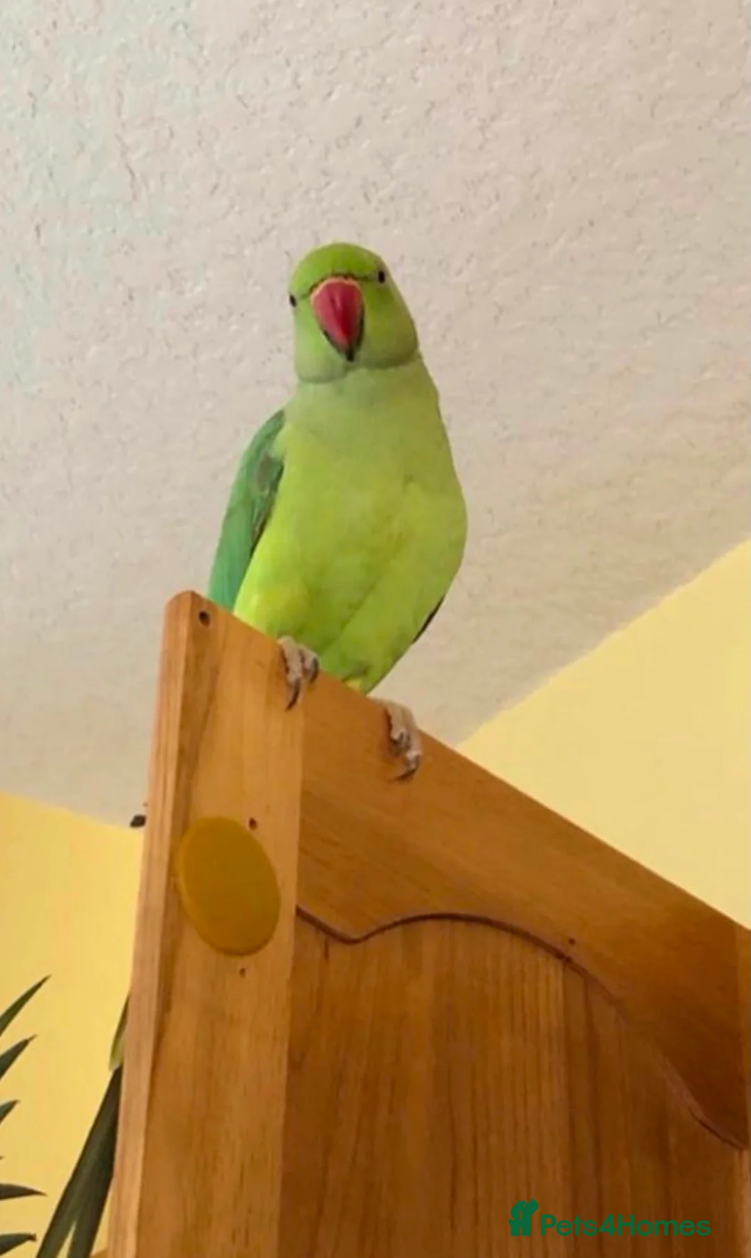 Parrots birds for sale: Baby tamed ring neck talking parrot  - Advert 2