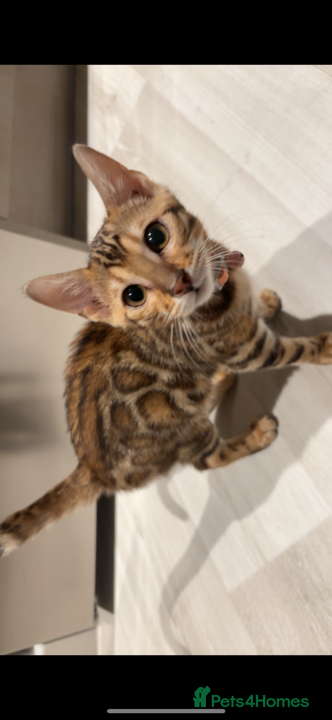 Bengal cats for sale: Bengal kittens  - Image 4