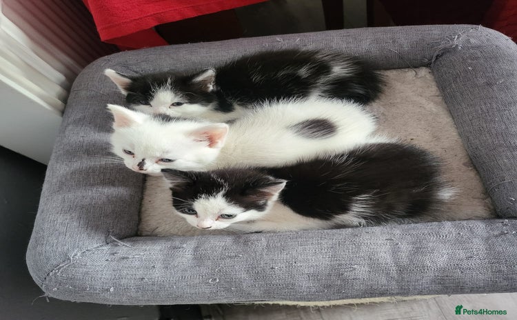 Domestic Shorthair cats - Advert 1