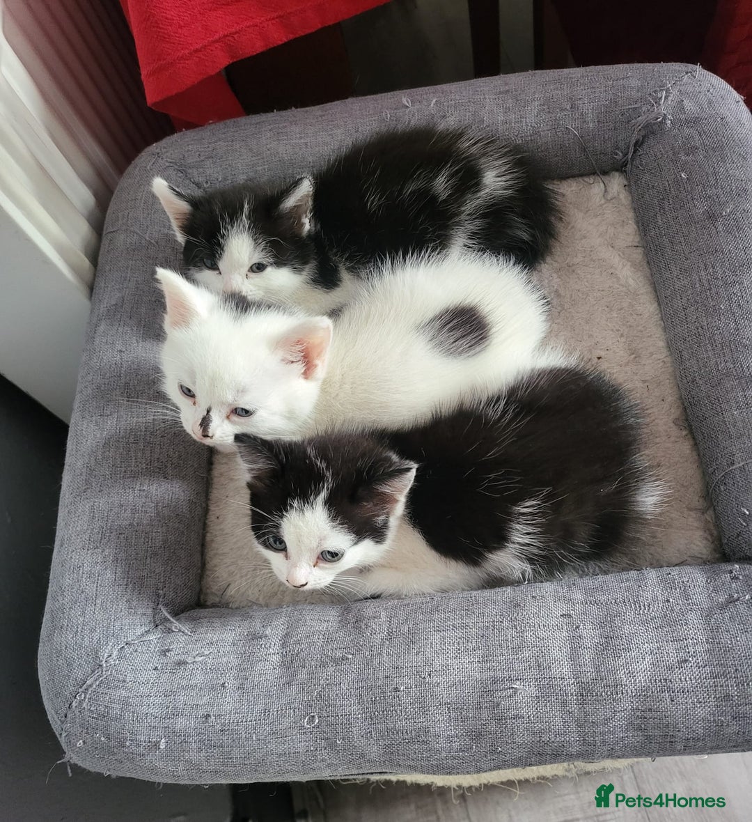 Domestic Shorthair cats for sale: For sale kittens - Image 1