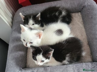 Domestic Shorthair cats - Advert 16