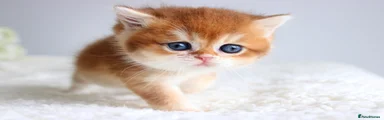 British Shorthair 1