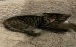 Mixed Breed cats for sale: Kittens for sale - Image 7