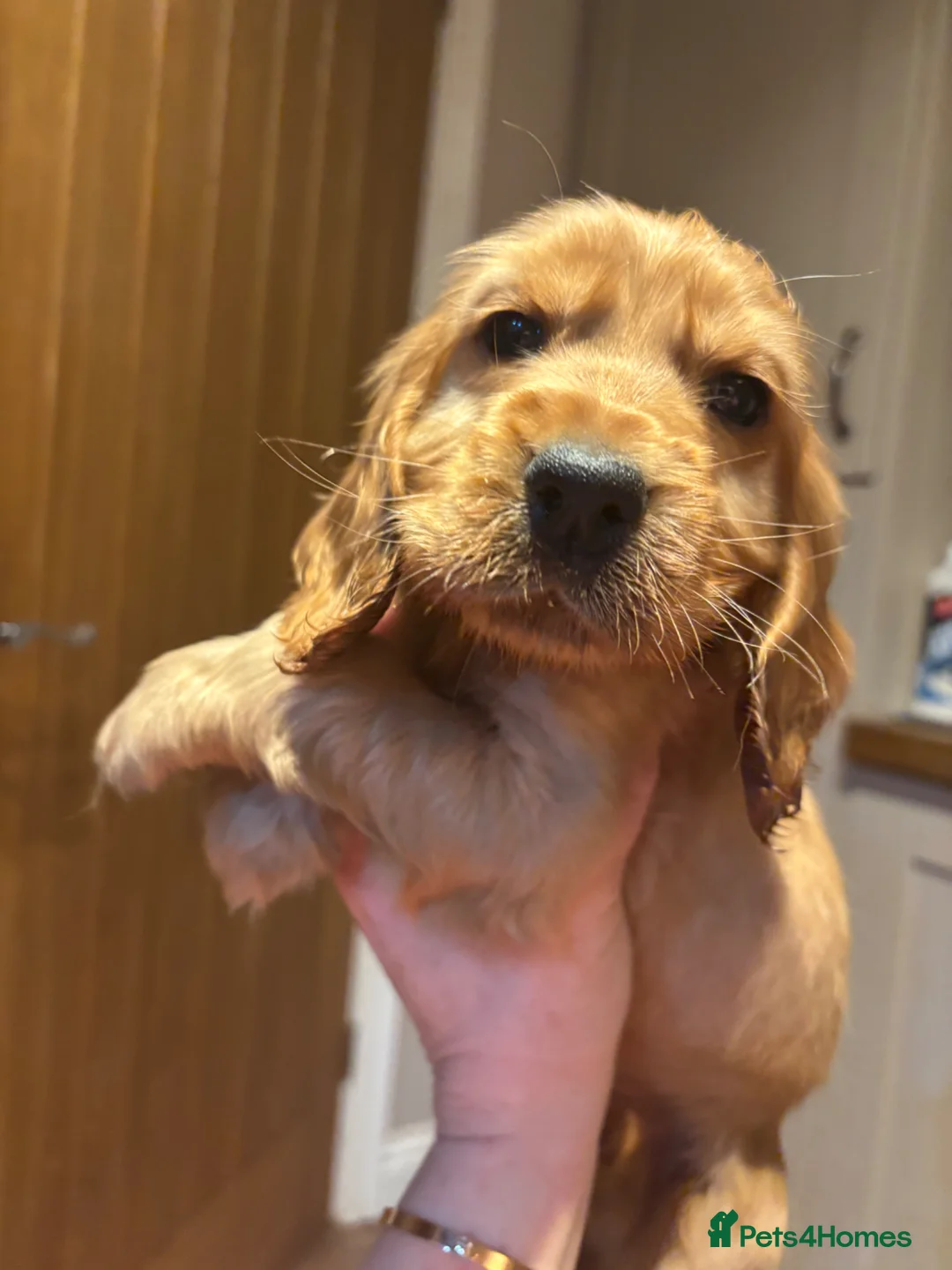 Cocker Spaniel dogs for sale: Golden Show Cocker spaniel boy  - Advert 2