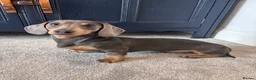 Miniature Dachshund dogs for stud: ✨Miniature dachshund available for stud ✨ - Advert 2